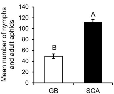 Greenbug feeding-induced resistance to sugarcane aphids in sorghum